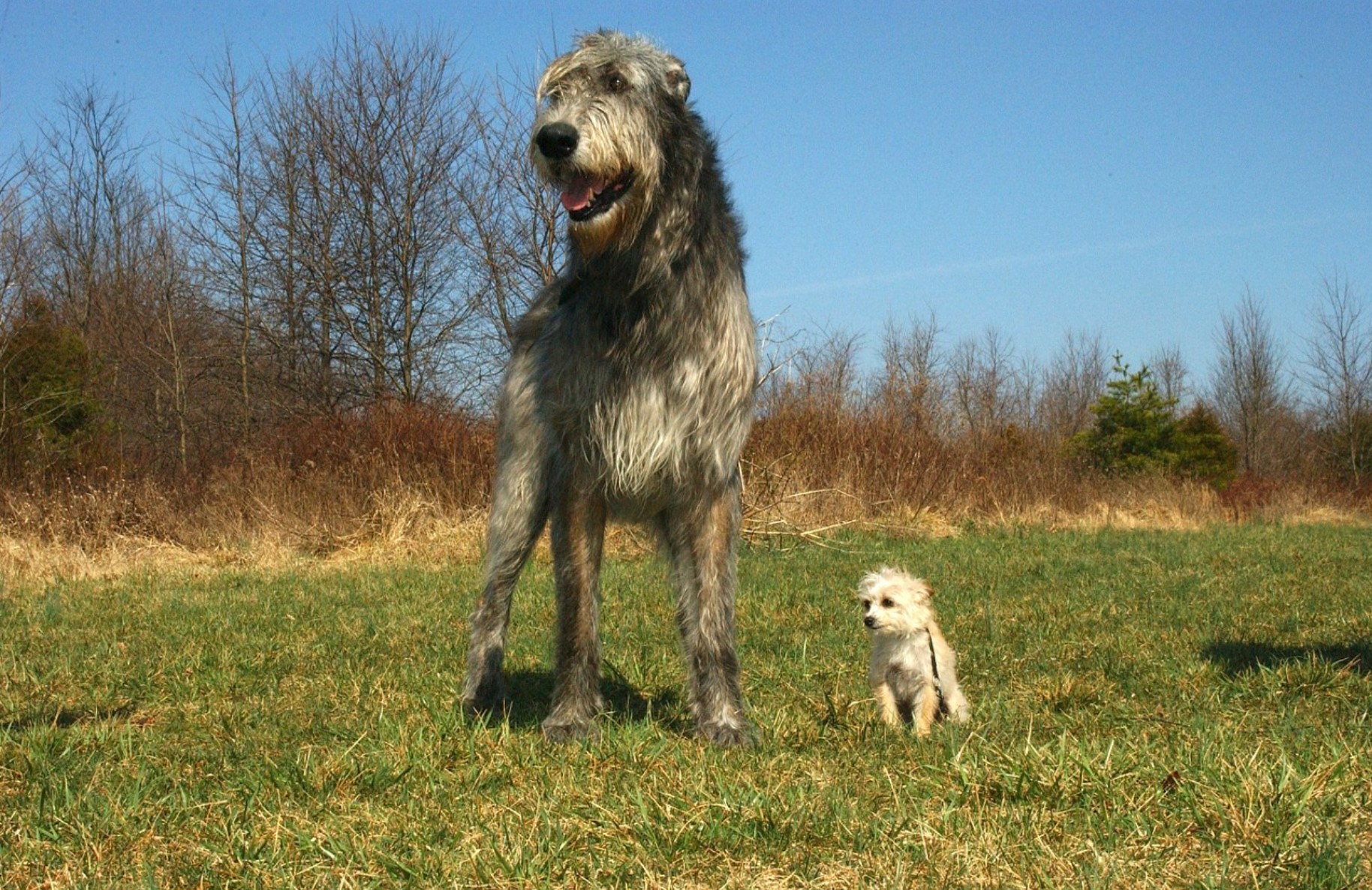 Hunderennen mit Irish Wolfhounds