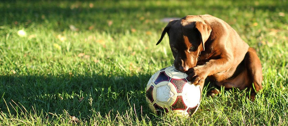 Hund und Ball